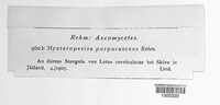 Duebenia compta image